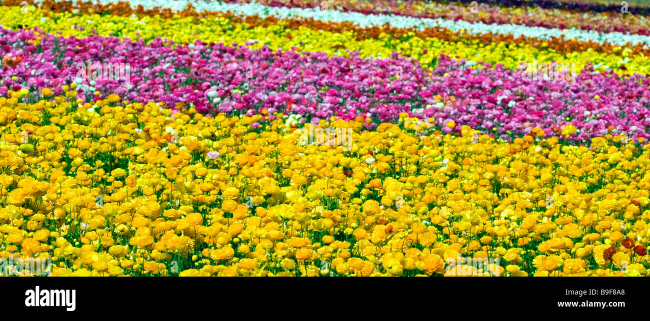 Il ranunculus in fiore a campi di fiori a Carlsbad, in California. Foto Stock