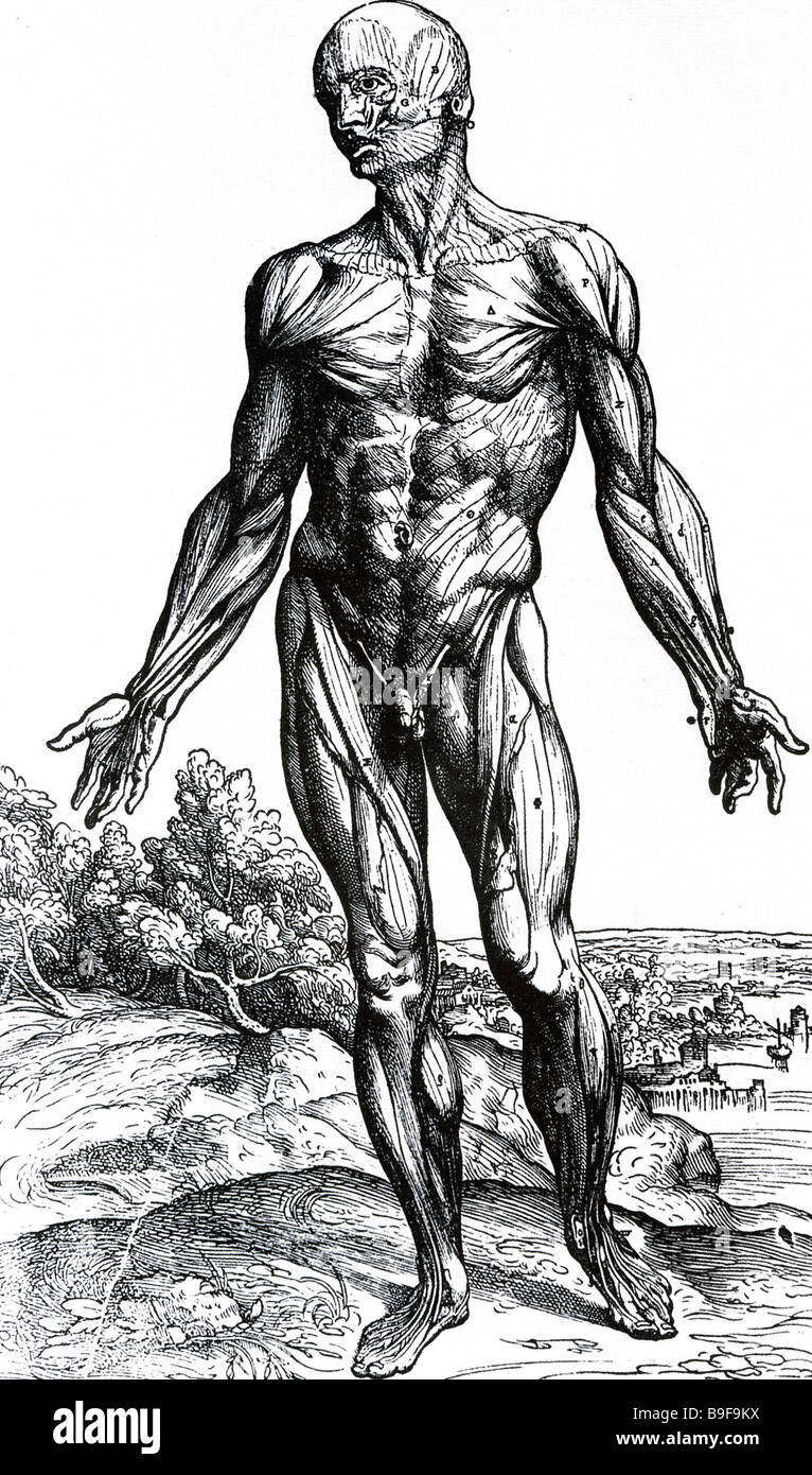 DE humani corporis fabrica - Piastra dal libro di Andreas Vesalius pubblicato a Basilea nel 1543 Foto Stock
