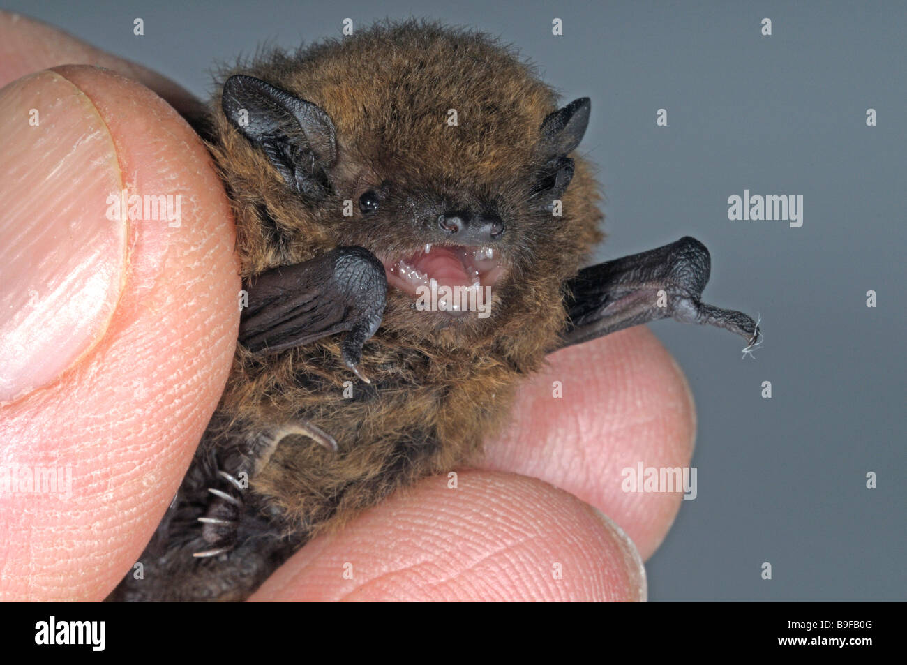 Comune (Pipistrelle Pipistrellus pipistrellus) trattenuta tra le dita Foto Stock