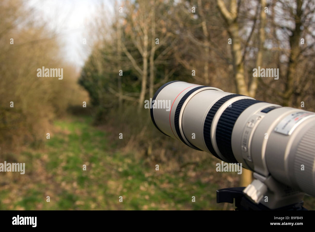 Una Canon lente di zoom è fisso spento su un treppiede in un bosco in attesa di fauna selvatica Foto Stock