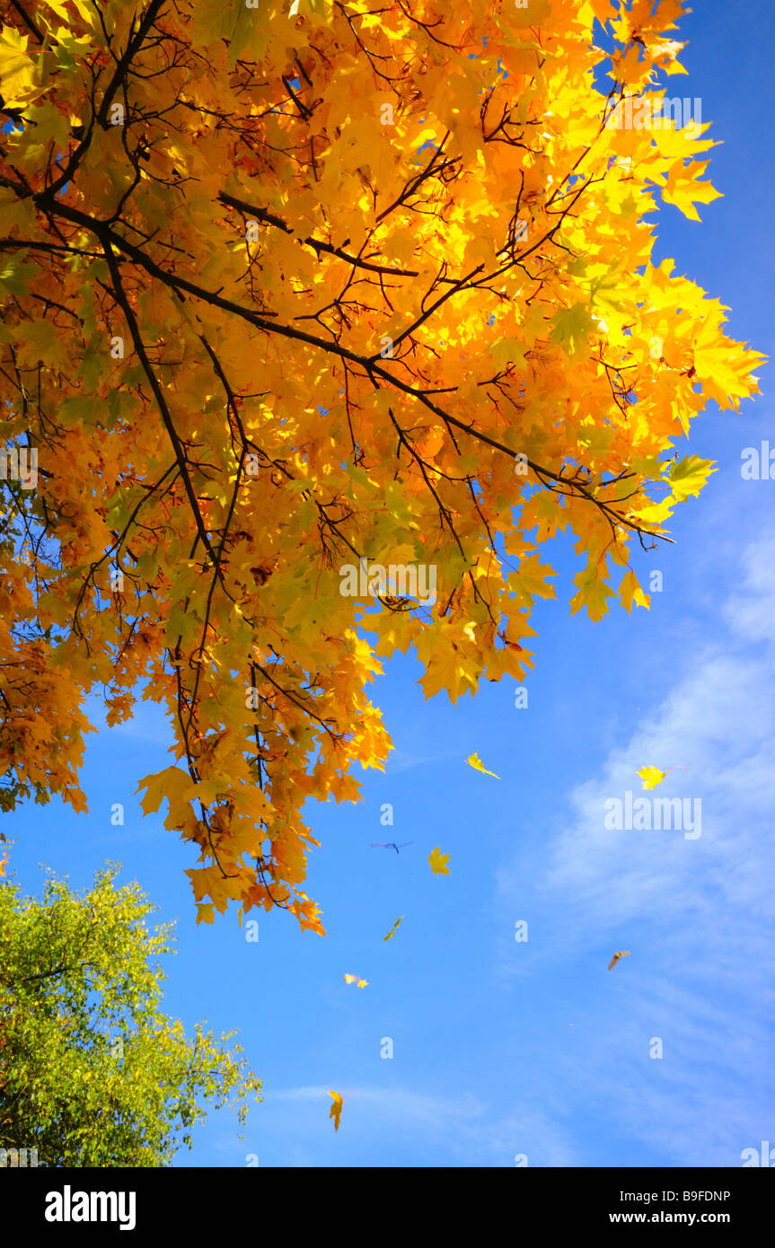 Le foglie che cadono dalla struttura ad albero Foto Stock