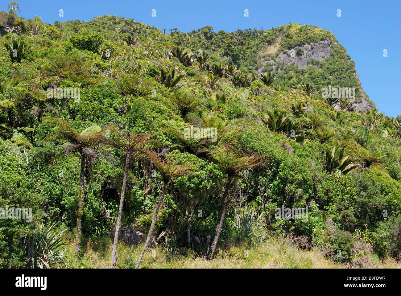La macchia nativa, Paparoa National Park, West Coast, Isola del Sud, Nuova Zelanda Foto Stock