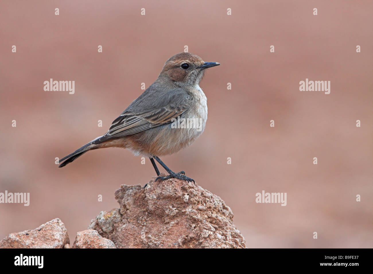 Close-up di rosso-rumped culbianco (Oenanthe moesta) bird su pietra Foto Stock