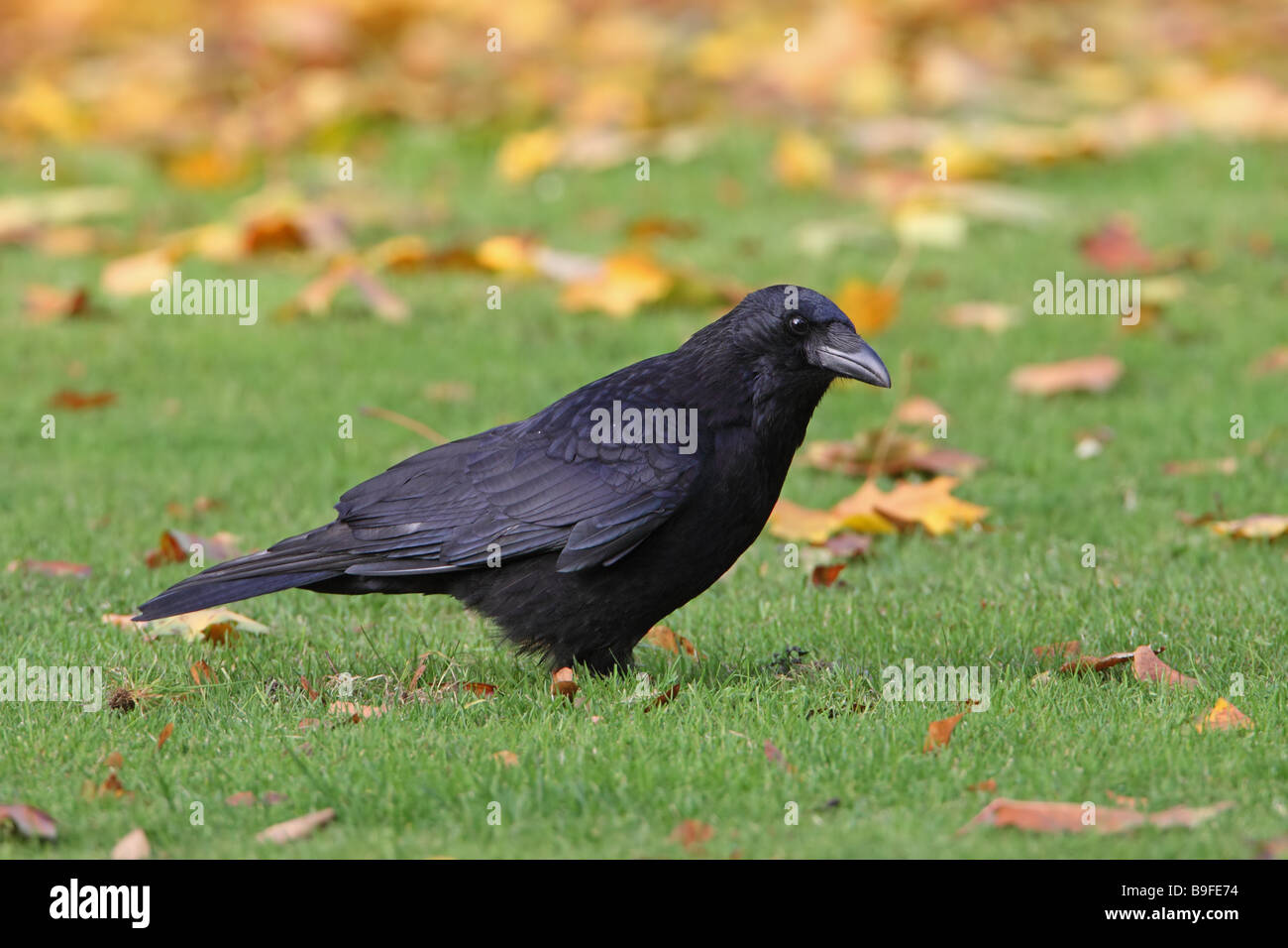 Close-up di Carrion crow (Corvus corone) nel campo Foto Stock