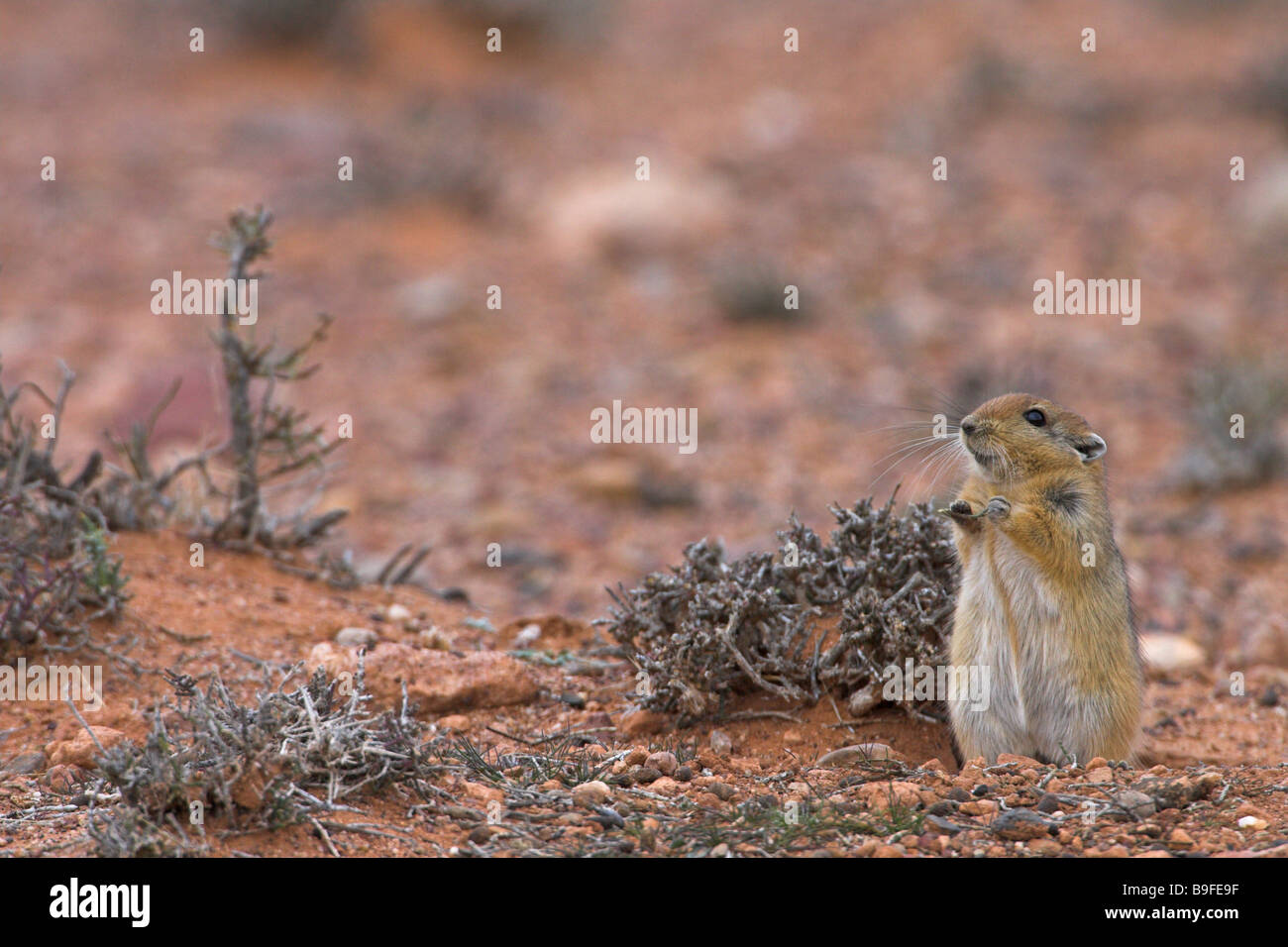 La sabbia di ratto (Psammomys obesus) nel deserto Foto Stock