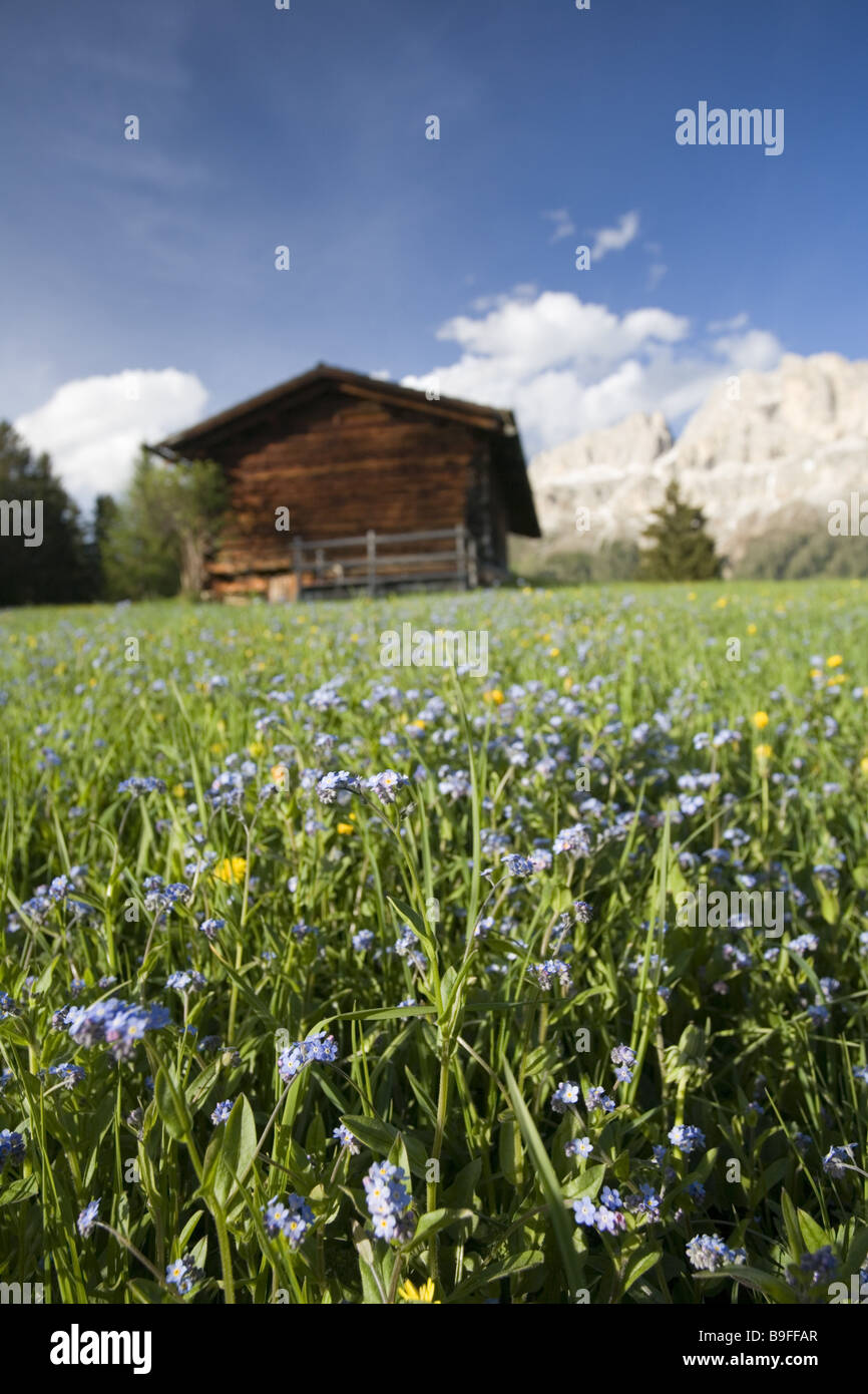 Italia Sud-tirolo rose a fiore giardino prato baita di montagna paesaggio di montagna natura paesaggio alpino Alto adige reception 2006 Foto Stock