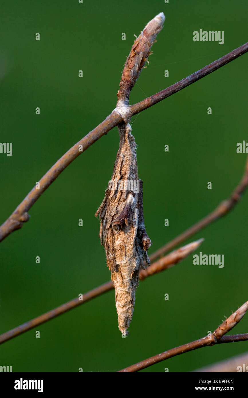 Bagworm cocoon (Psychidae) sul ramo di faggio Foto Stock