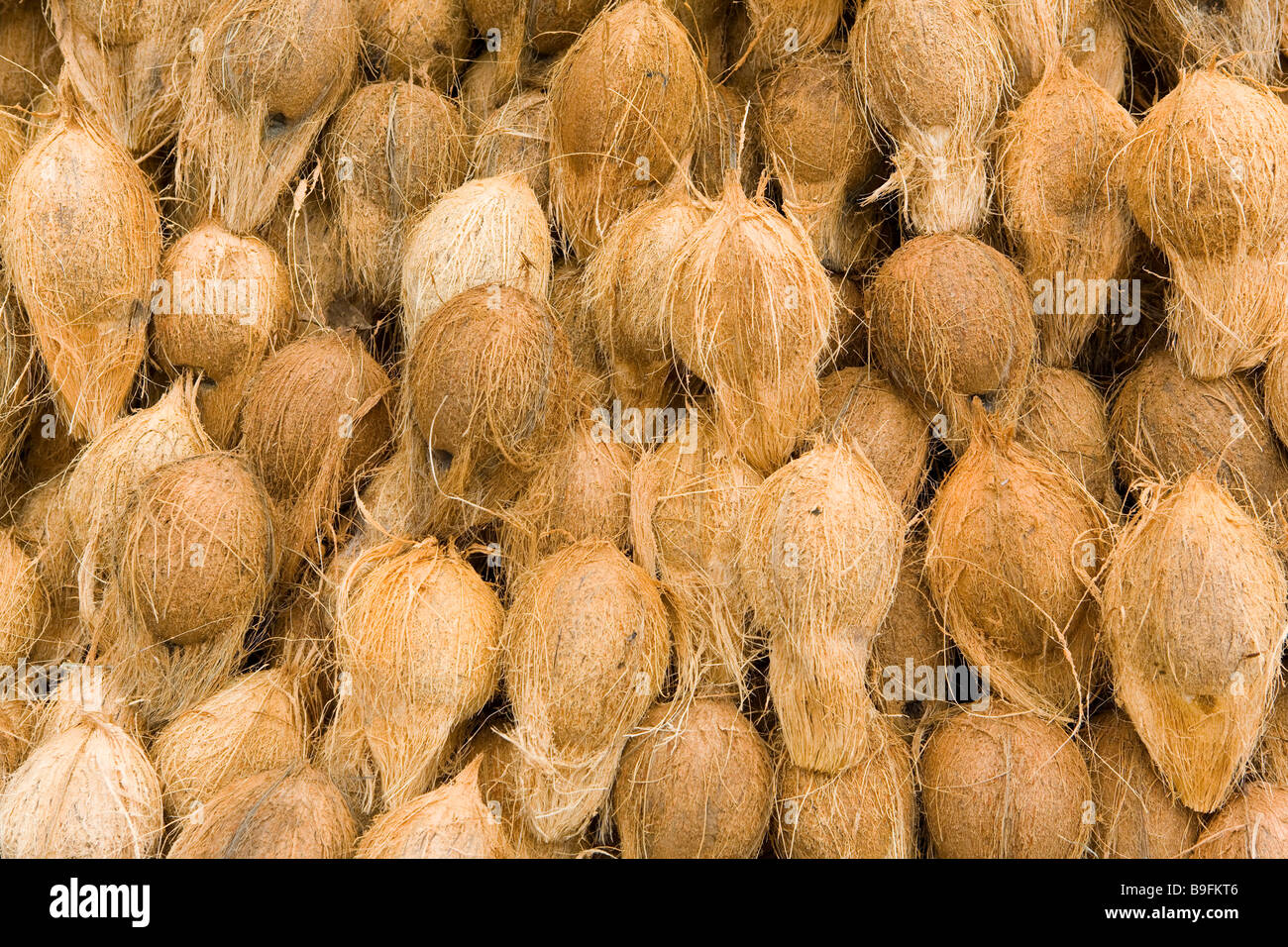 India Bengaluru Bangalore City Market Noci di cocco Foto Stock