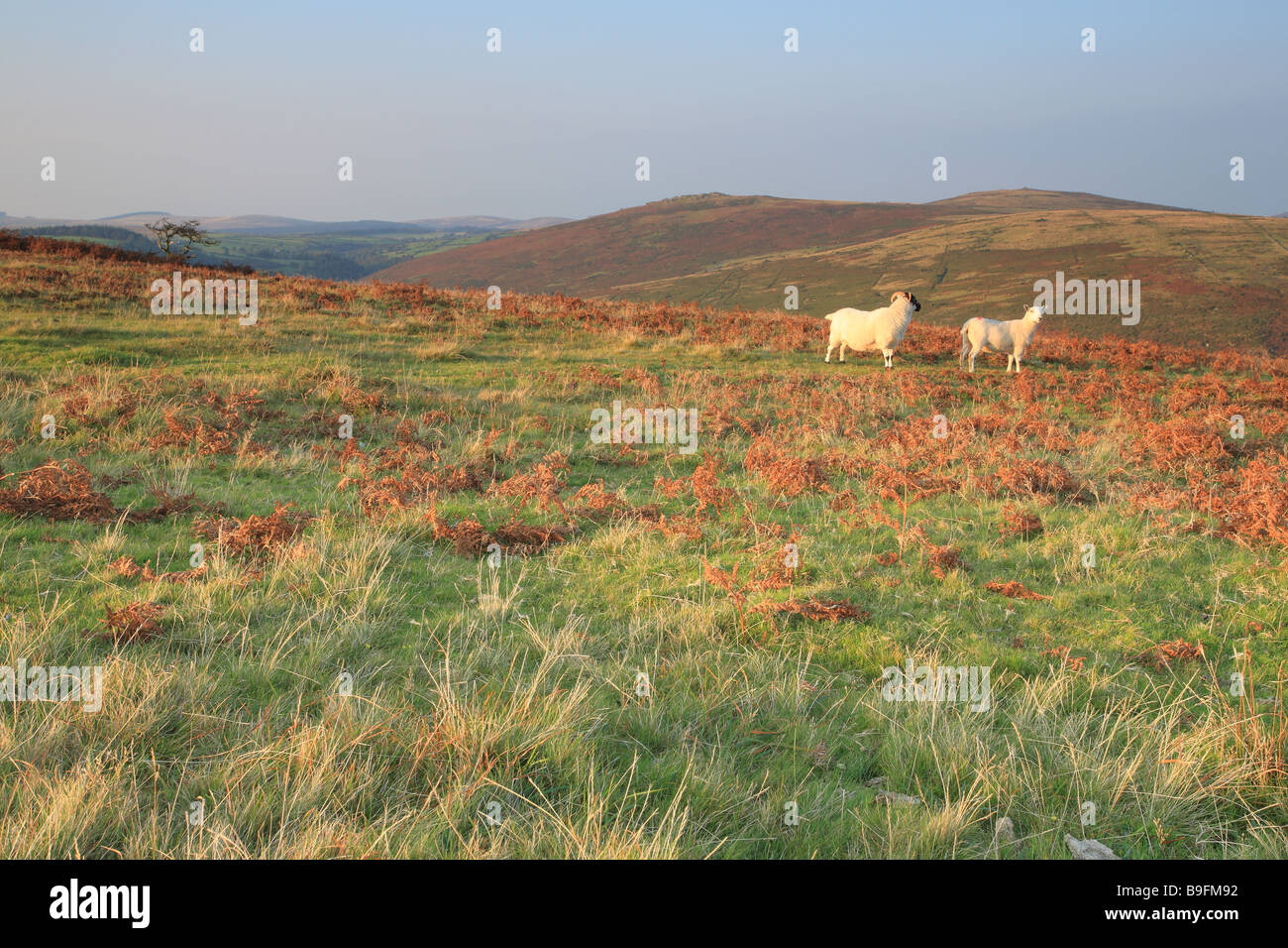 Vista da Combestone sul fiume Dart Valley in estate, Dartmoor Devon, Inghilterra, Regno Unito Foto Stock