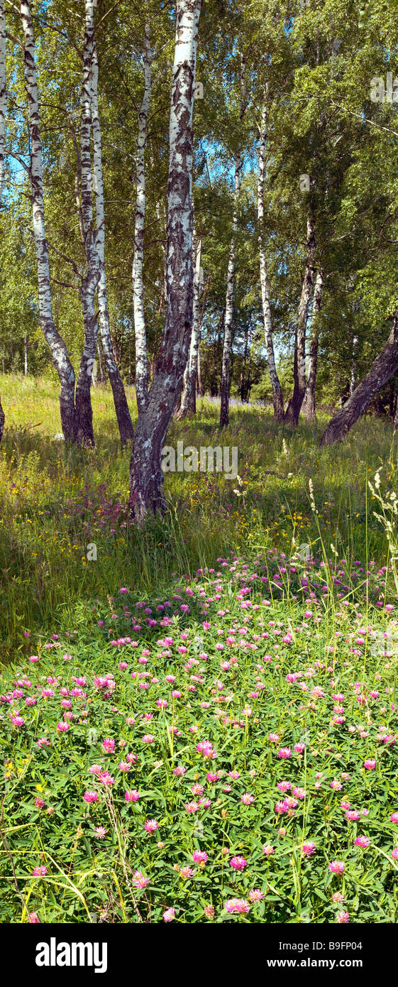 Le betulle in estate foresta con fiori di seguito .due scatti immagine composita Foto Stock