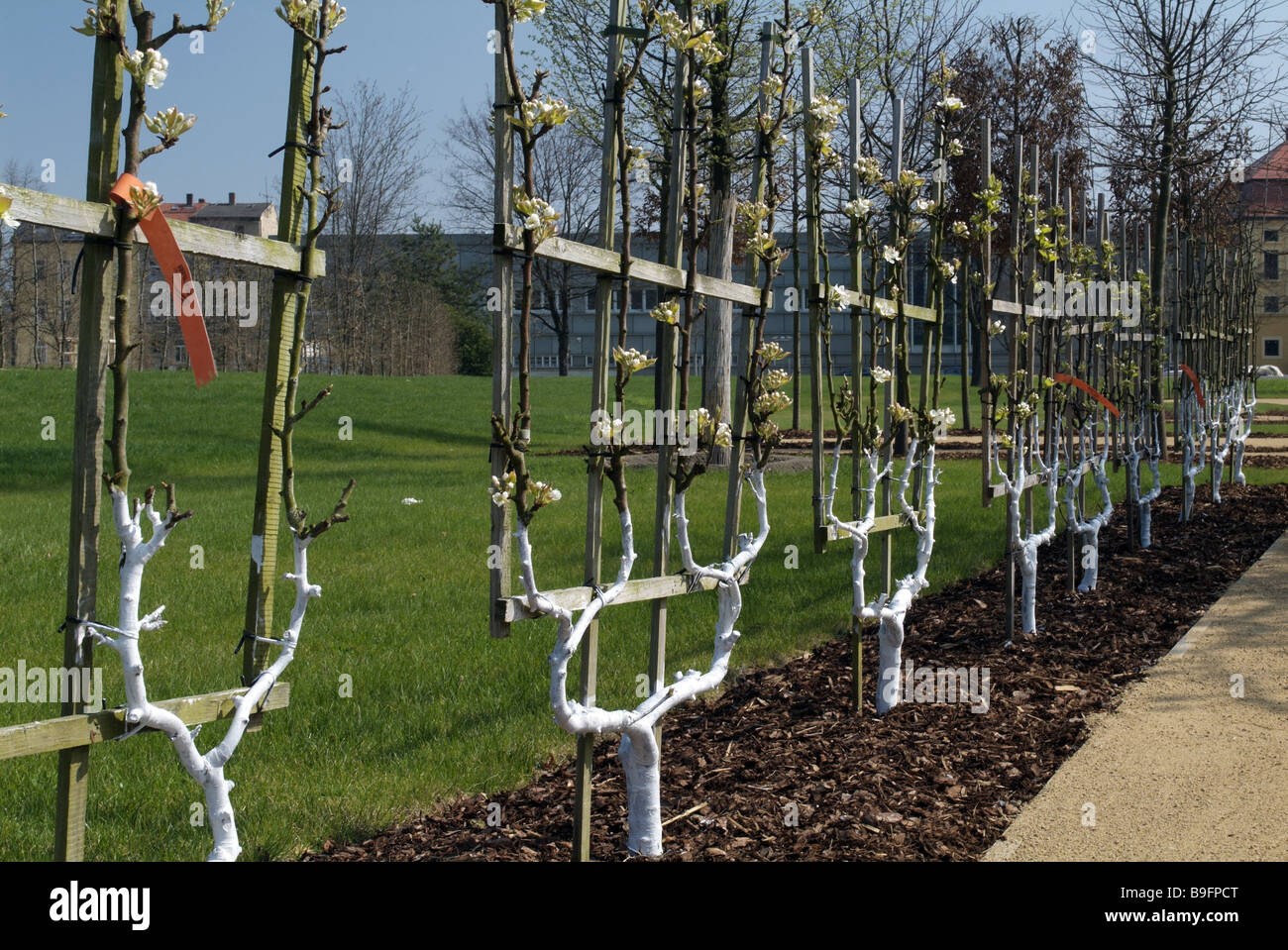 Al di fuori, bloom, tempo di fioritura, federal garden fair, alberi, in Germania, in primavera, Foto Stock
