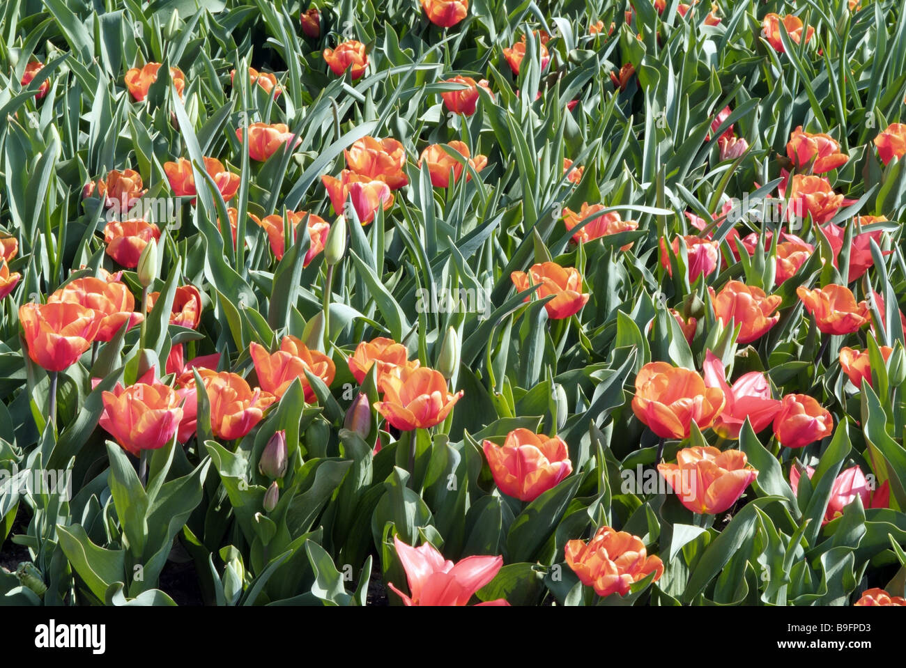 Al di fuori, bloom, aiuola, bloom, tempo di fioritura, federal garden fair, dettaglio, in Germania, in primavera, i tulipani Foto Stock