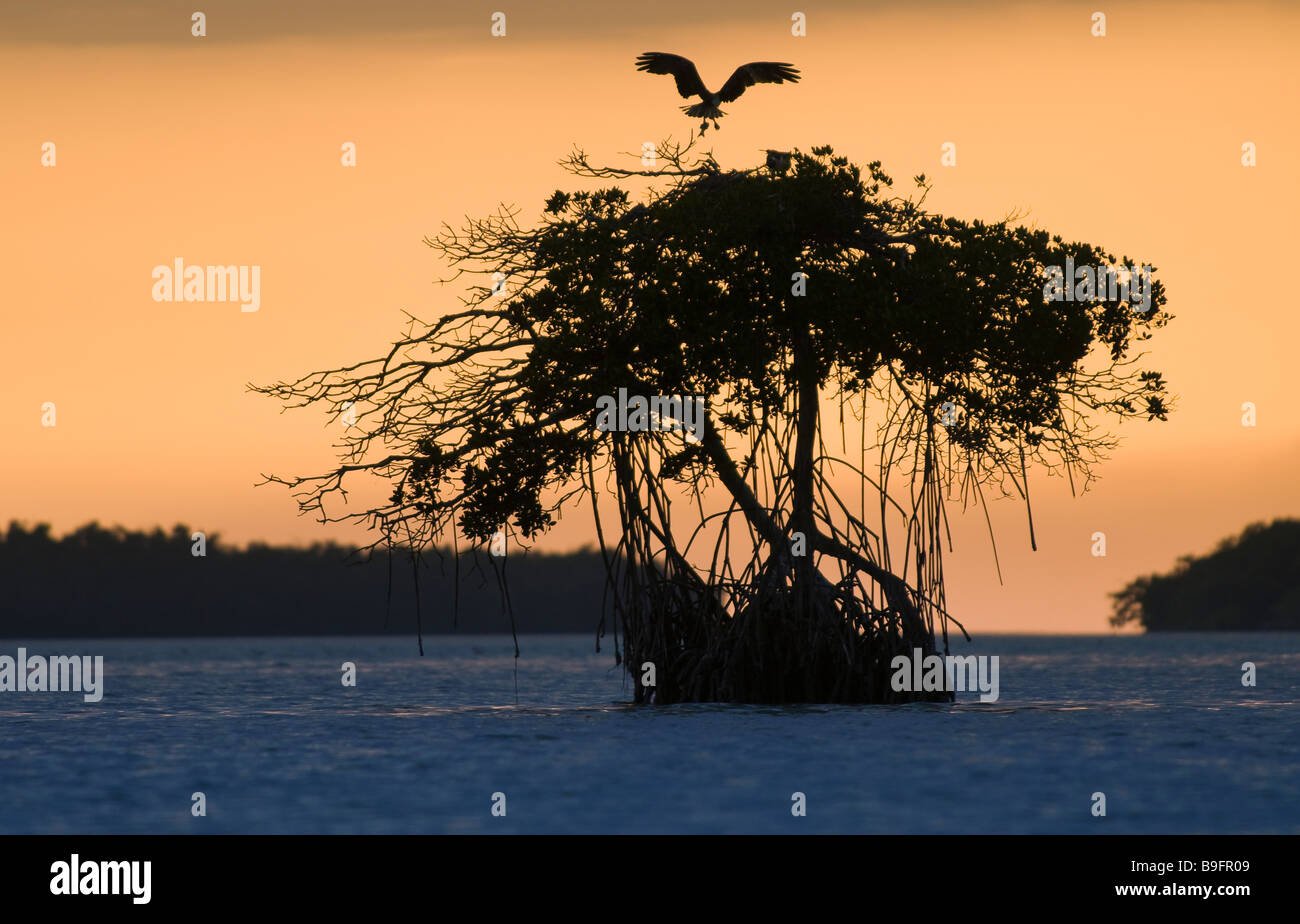 Coniugata coppia di pesci mangiare osprey tendono i giovani nel nido gigante sulla cima di alberi di mangrovie baia della Florida Everglades National Park Florida Foto Stock