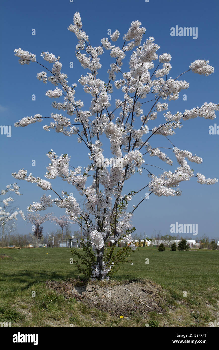 Giardino federale fiera,all'esterno, albero, fioritura, bloom, tempo di fioritura, in Germania, in primavera, Foto Stock