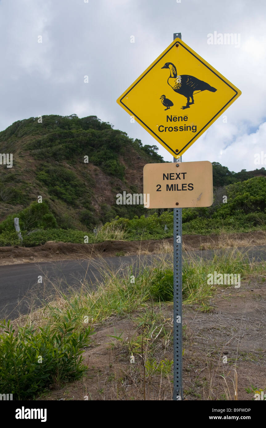 Nene attraversando segno, Highway 450 East, Molokai, Hawaii. Foto Stock