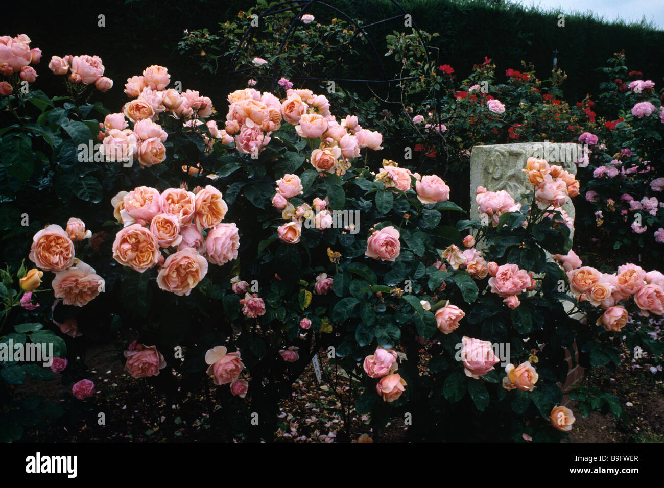 Ellen un David Austin, rosa inglese Foto Stock