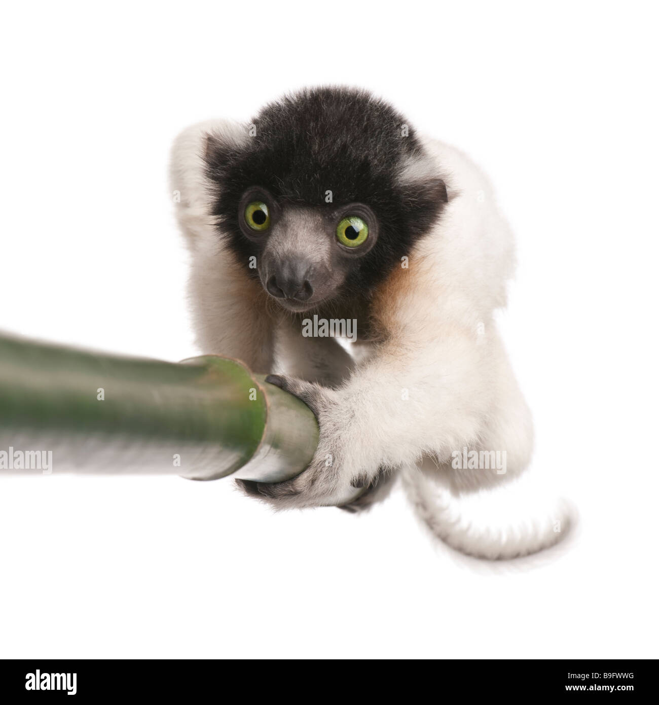 Giovani incoronato Sifaka Propithecus coronatus 3 mesi di fronte a uno sfondo bianco specie endemiche del Madagascar Foto Stock