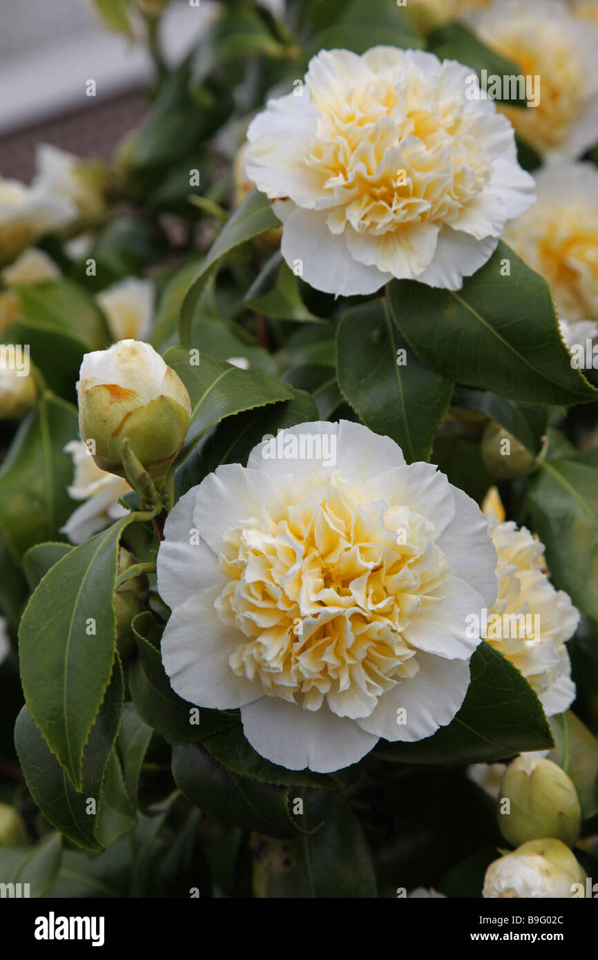 Camellia giuria s molla gialla fioritura arbusto sempreverde Foto Stock