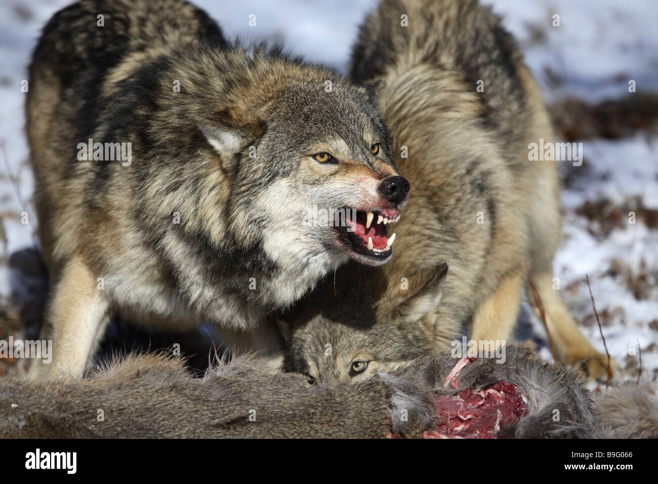 Legni orientali lupi Canis lupus lycaon bottino di mangiare aggressione pericoloso mordere bottino bottino-lo sguardo animale fotocamera Canis lupus Canis Foto Stock