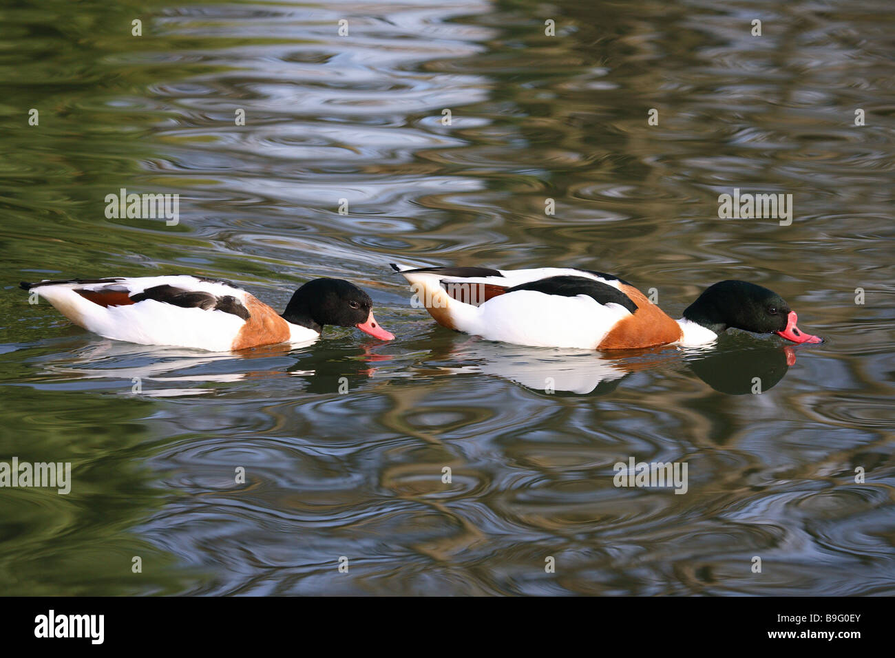 Il lago di fuoco-oche Tadorna tadorna animali duck-uccelli semi-oche i draghetti acque nuota consecutivamente Shelducks comune Foto Stock