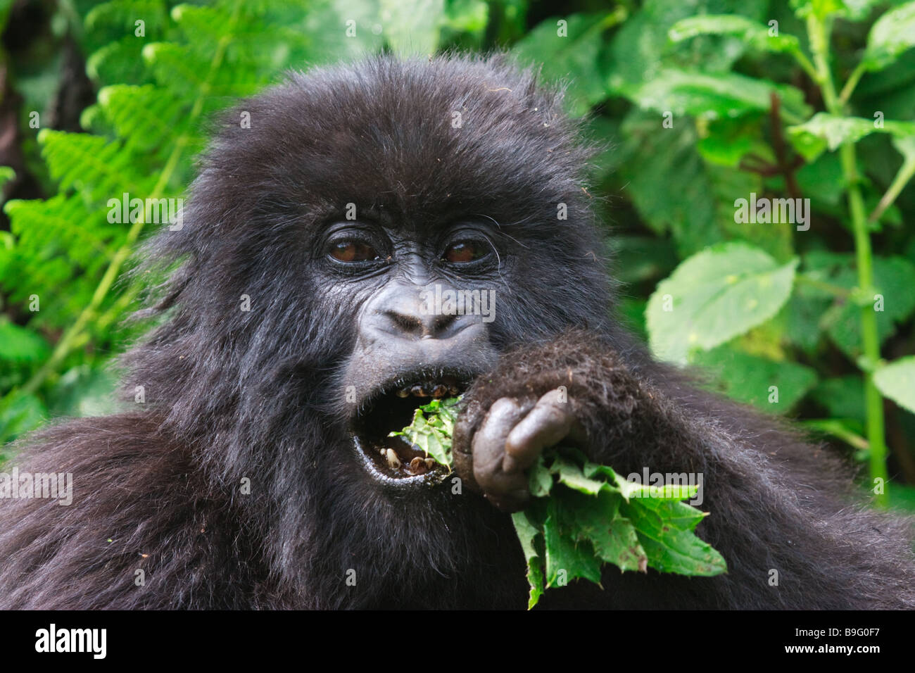 Gorilla di Montagna nelle montagne Virunga, Ruanda Foto Stock