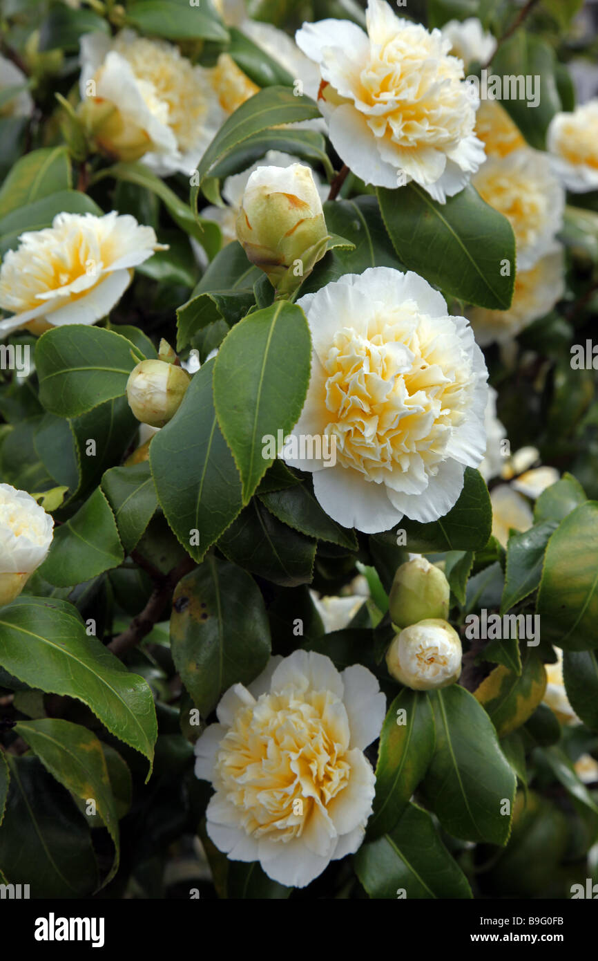 Camellia giuria s molla gialla fioritura arbusto sempreverde Foto Stock