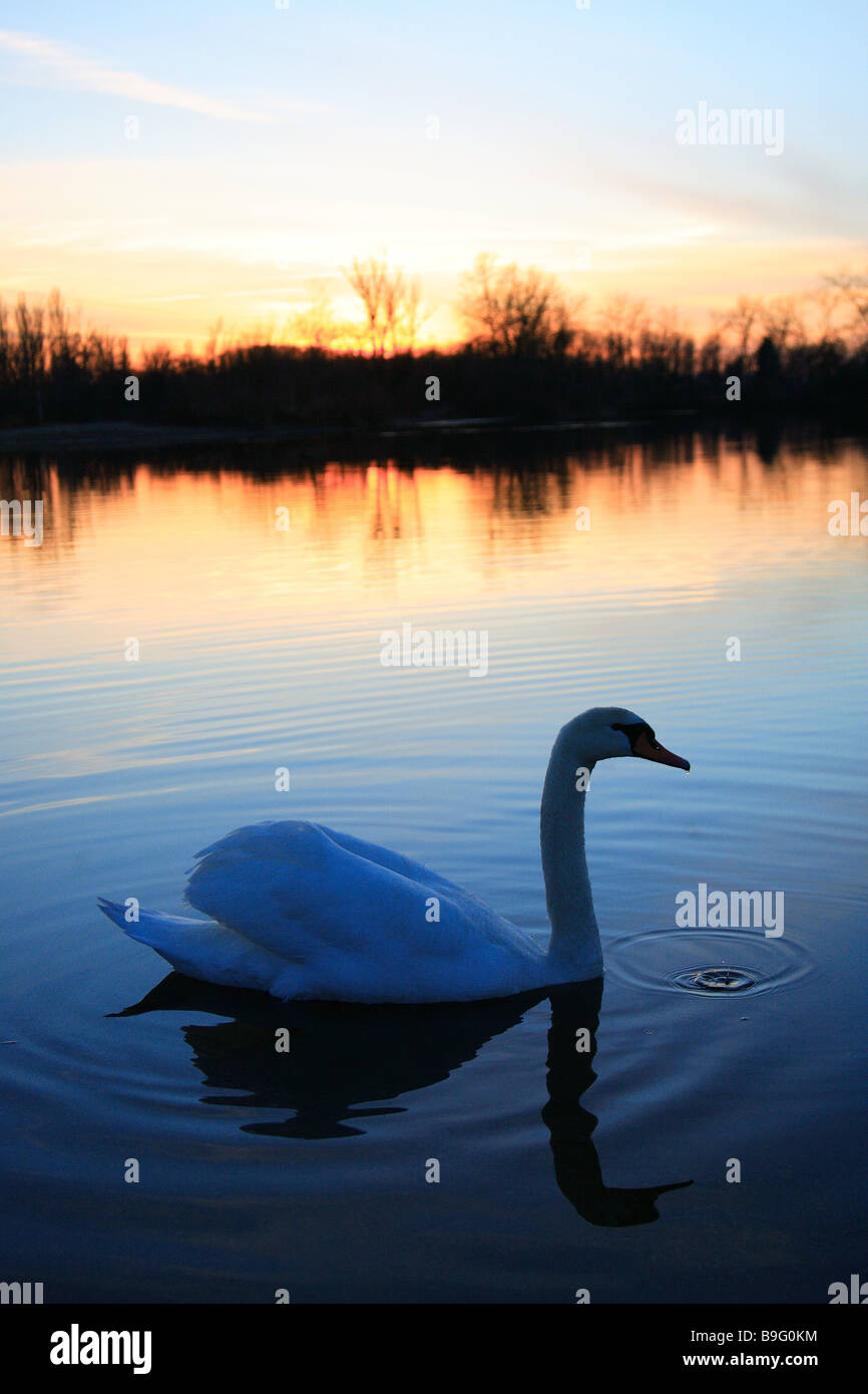 Il lago di dosso-swan Cygnus olor sunset lake wildlife fauna selvatica animali anatra uccello-bird oca-bird uccello migratore swan crepuscolo Foto Stock