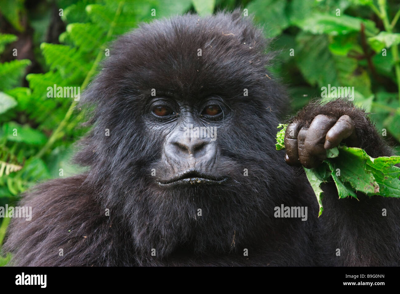 Gorilla di Montagna nelle montagne Virunga, Ruanda Foto Stock