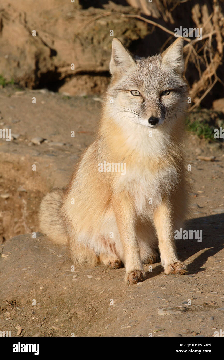 Korsak-fox Alopex corsac vigilanza animale selvaggio animale mammifero steppa-fox fox Korsakfox Korsak Alopex corsac Corsac fox fox Foto Stock