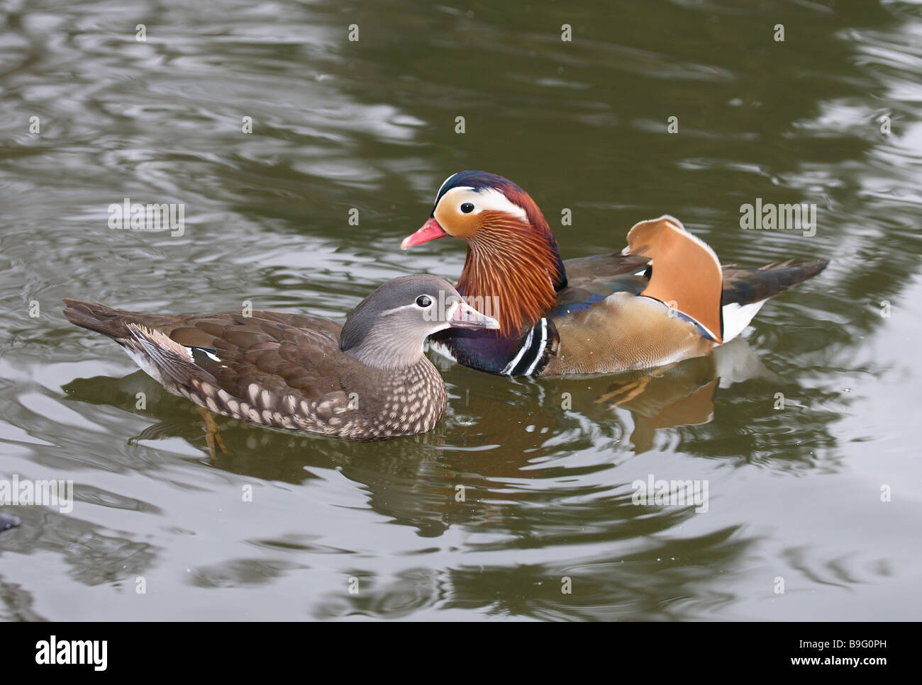 Il lago di anatre di mandarino Aix galericulata fauna selvatica animali duck-uccelli oca-uccelli waterfowls shine-oche anatre femmine e maschi di anatra-coppia Foto Stock