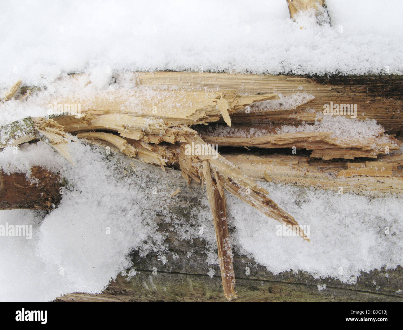 Legno danni neve stagione inverno Schadholz rotto prima di marcio-bande rotto schegge schegge di legno danno freddo gelo Foto Stock