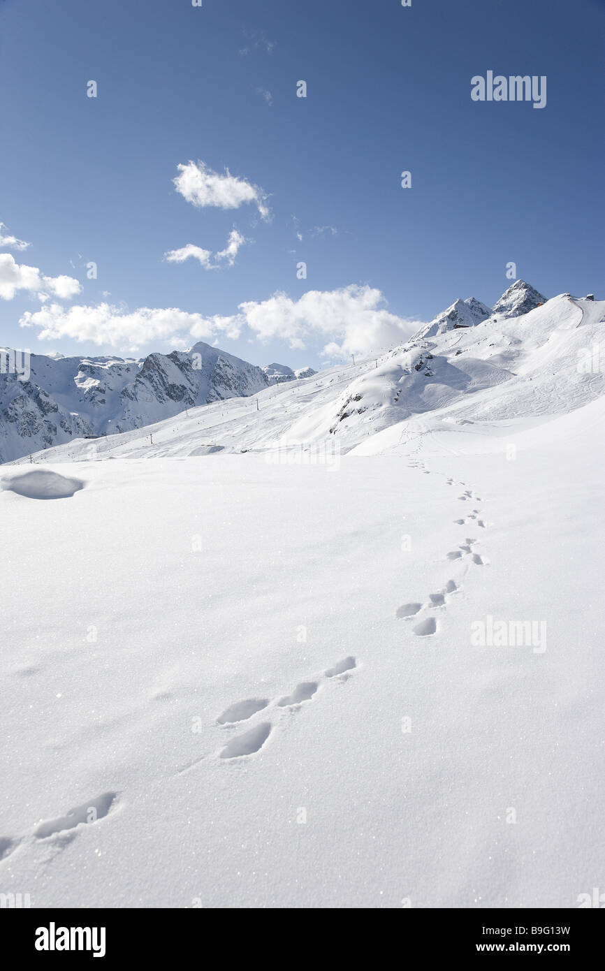 Austria Vorarlberg Montafon snow-coperte lepre-tracciati innevati animale-vie linea ferroviaria gioco-via le vie snow-lepre lepre Foto Stock