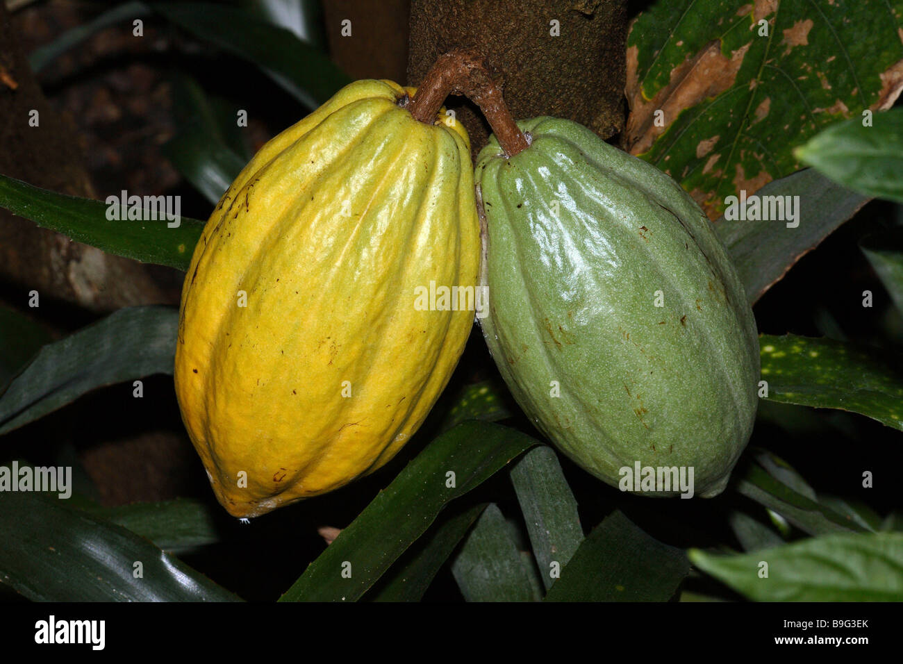 Cacao-frutti Theobroma cacao Foto Stock