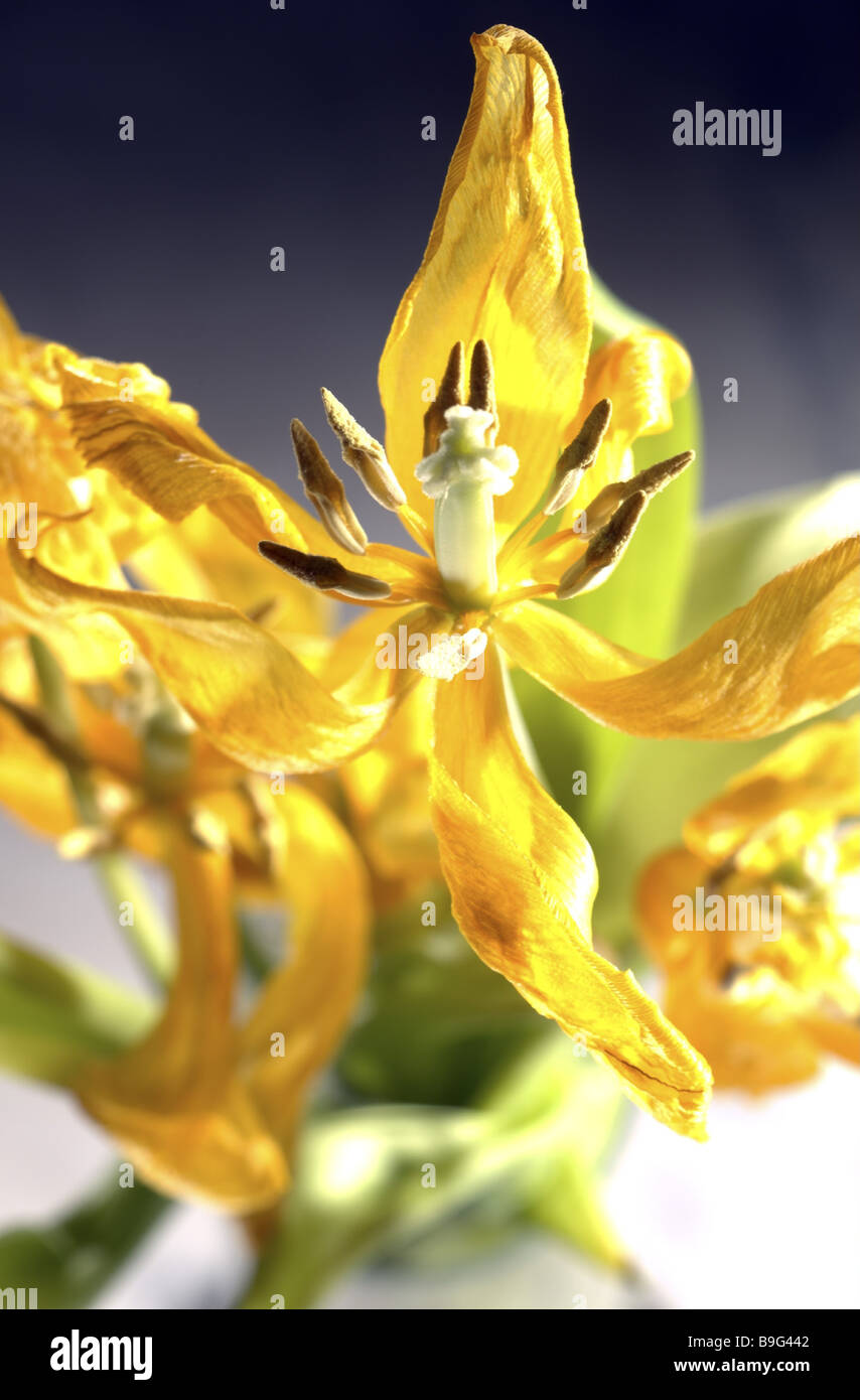 Tulip-bouquet dettaglio fiore giallo garrese close-up caducità garrese wilts Tulpia flora natura fiore pianta simbolo di funzioni minime di emergenza Foto Stock