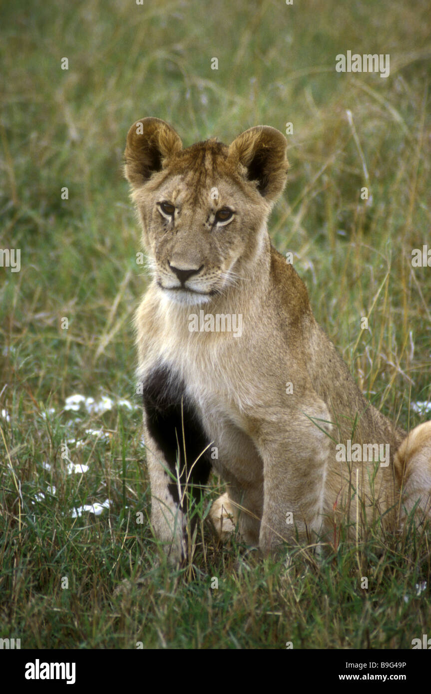 Maschio di LION CUB con marchio di nascita di pelo nero sul petto e una zampa anteriore Masai Mara riserva nazionale del Kenya Africa orientale Foto Stock