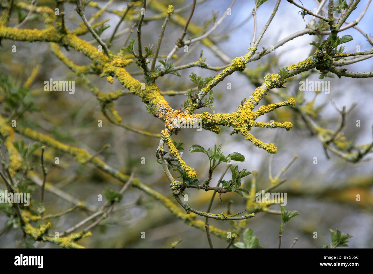 Giallo, Lichene Xanthoria parietina, che cresce su una boccola di bacche di sambuco. Foto Stock
