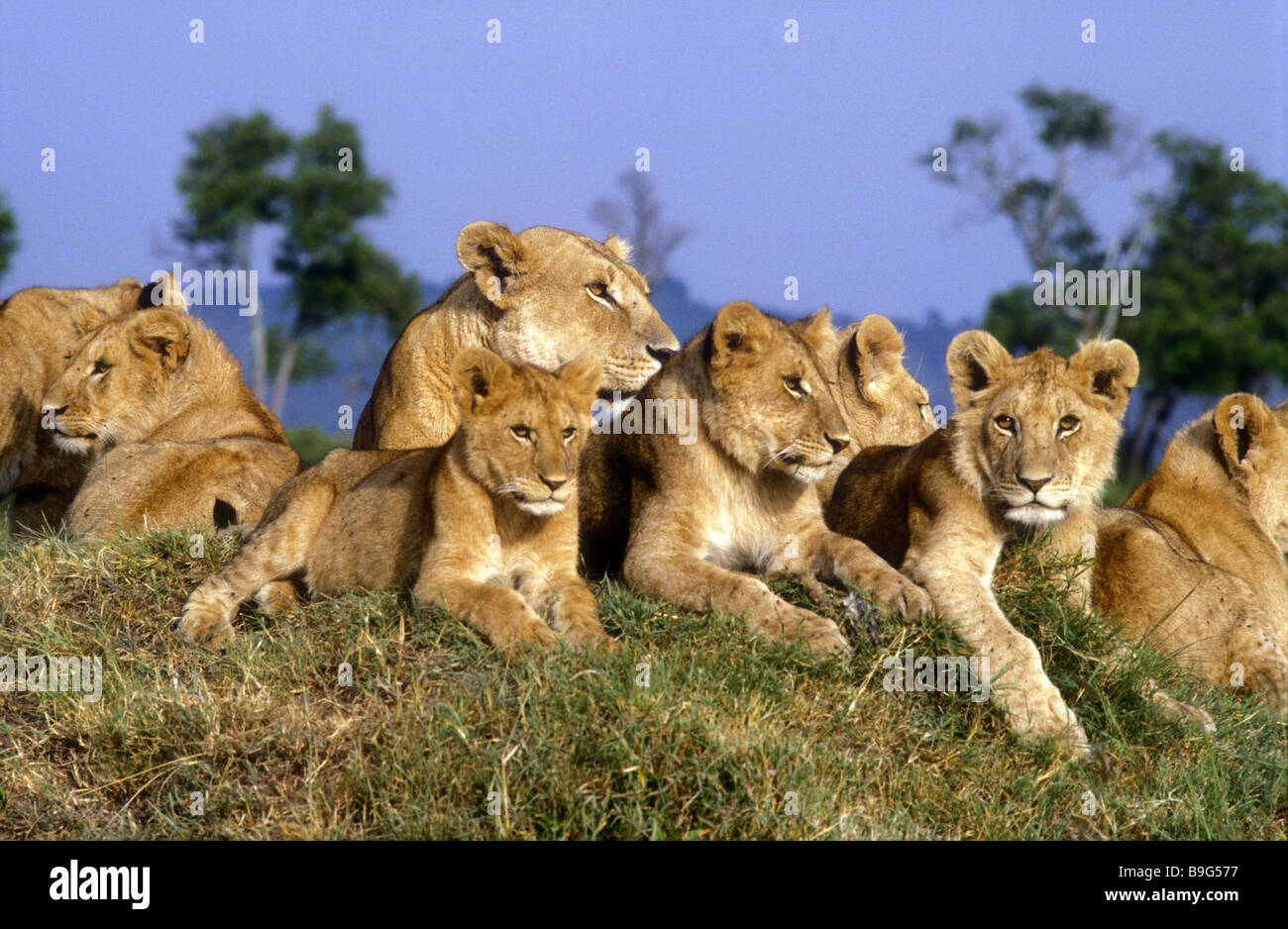 Leonessa e sette cubs in appoggio su un tumulo termite Masai Mara riserva nazionale del Kenya Africa orientale Foto Stock