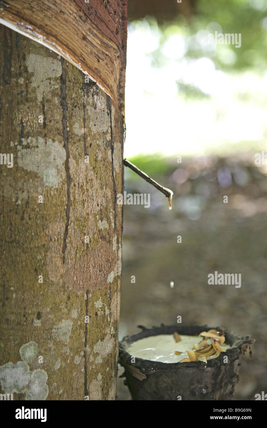 Tailandia Krabi gomma-tree-gomma filettati di produzione in Asia al di fuori della struttura i recipienti di registro dettagli raccolti raccolto in gomma di produzione Foto Stock