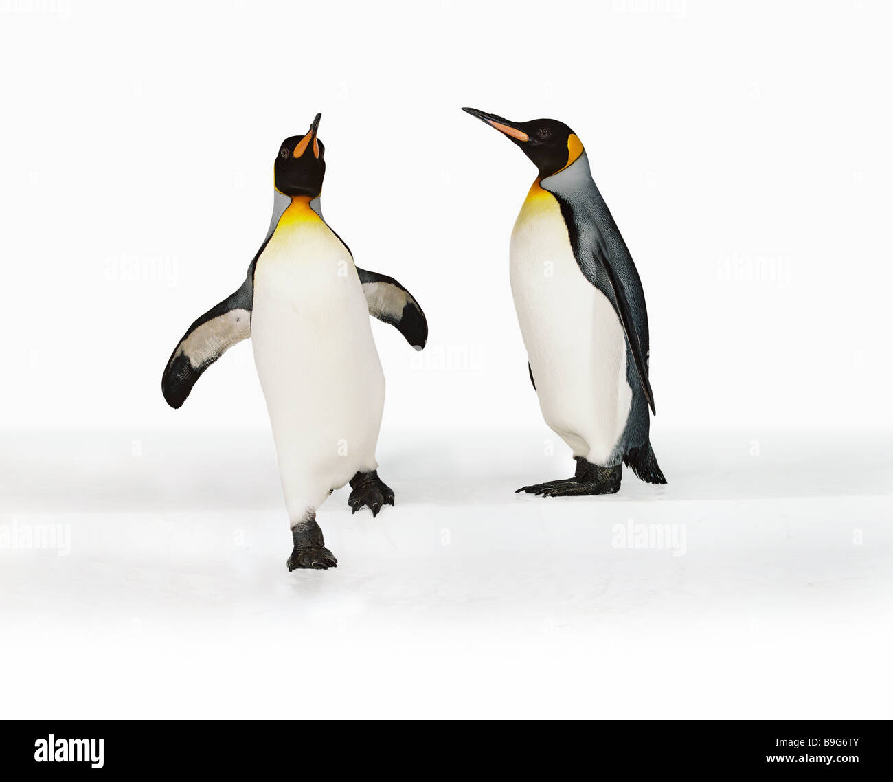 Re-pinguini animali uccelli marini Aptenodytes pinguini due coppia penguin-coppia flightlessly movimento andando in esecuzione 'dances' Foto Stock