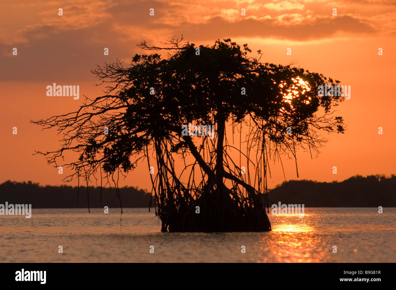 Coniugata coppia di pesci mangiare osprey tendono i giovani nel nido gigante sulla cima di alberi di mangrovie baia della Florida Everglades National Park Florida Foto Stock