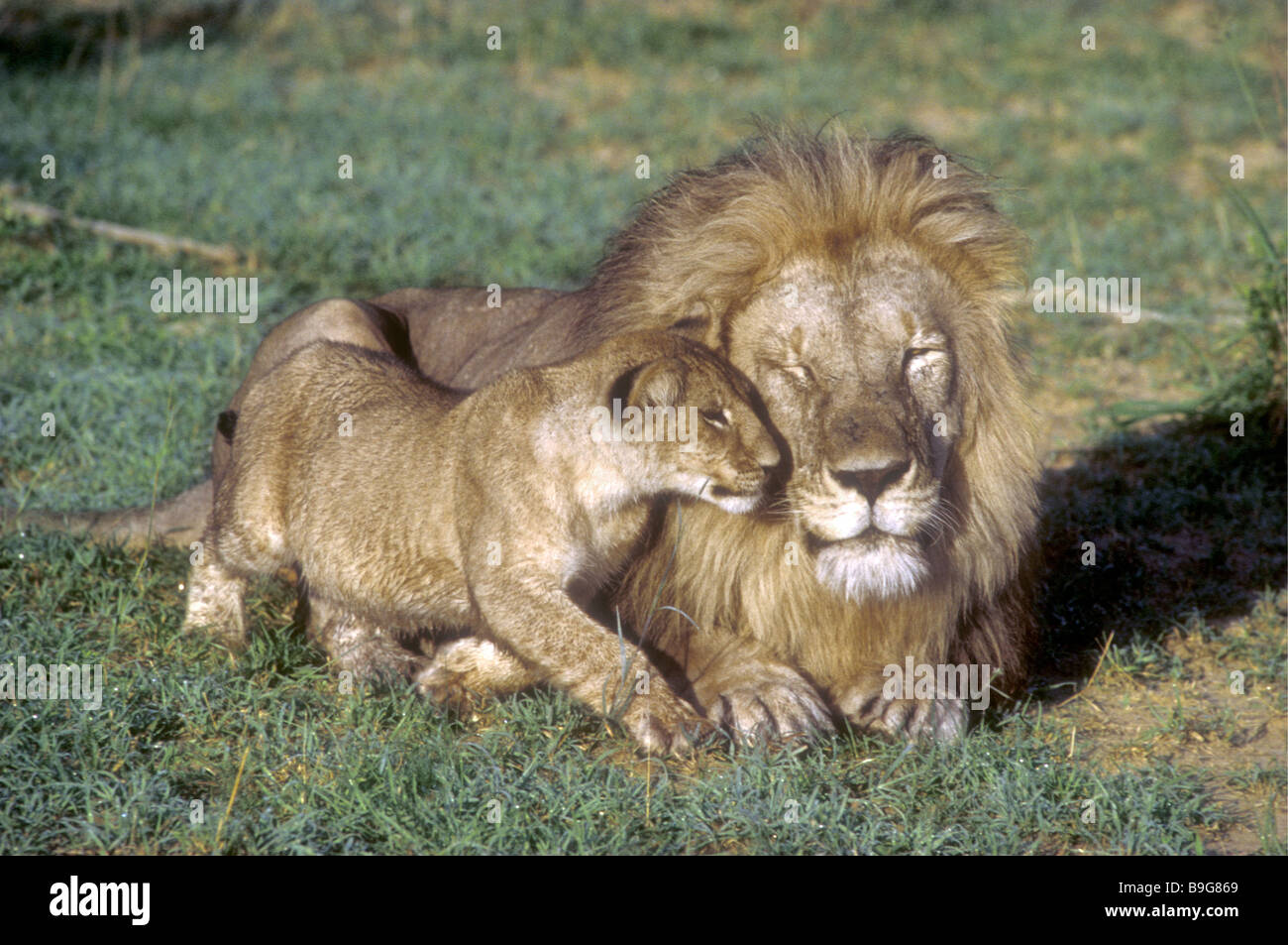 Giovani LION CUB cercando di giocare con i senior maschio maturo Masai Mara riserva nazionale del Kenya Africa orientale Foto Stock
