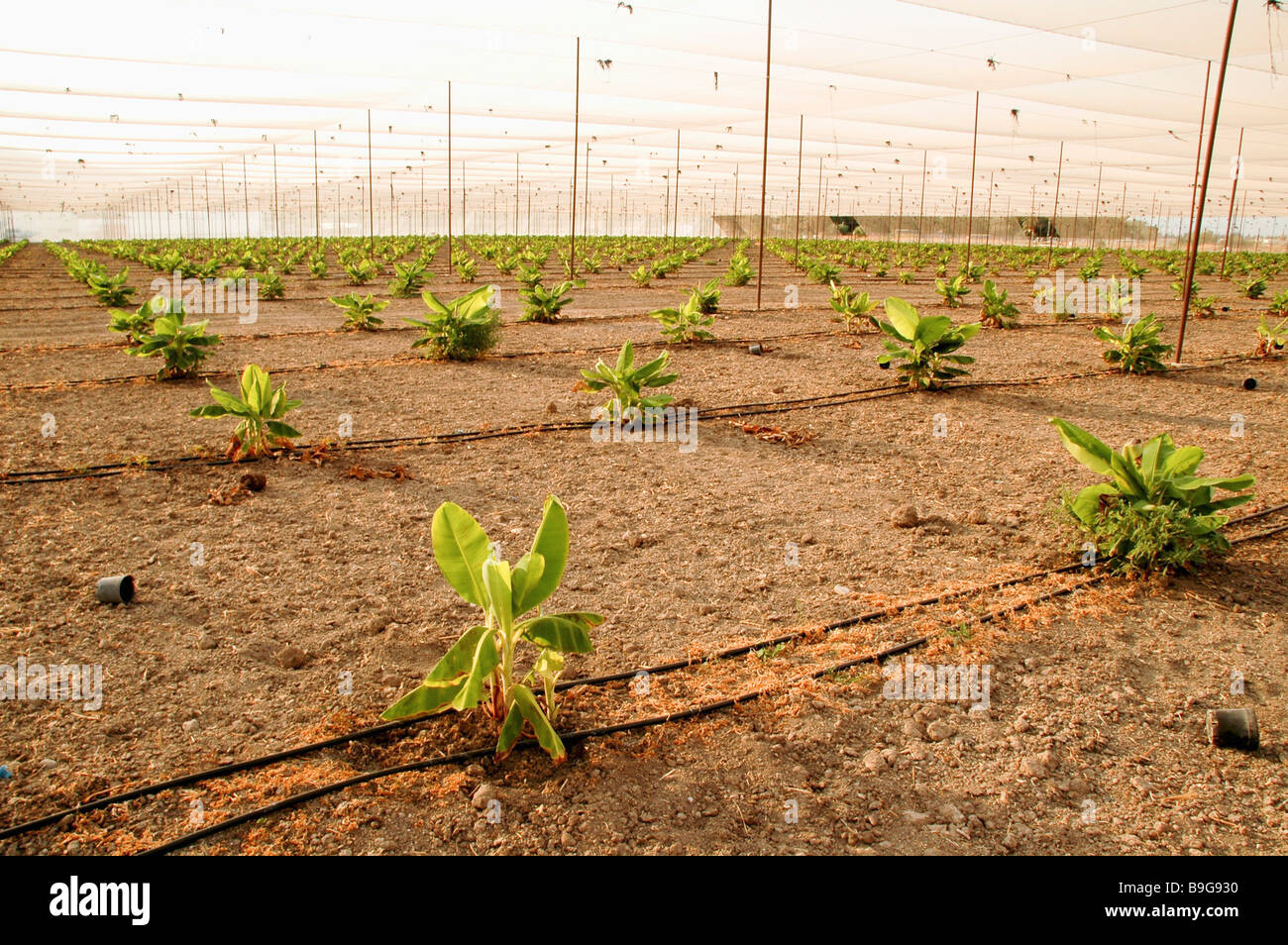 Nuovo impianto di giovani piante di banana in una piantagione di banane di gocciolamento sistema di irrigazione può essere visto Foto Stock