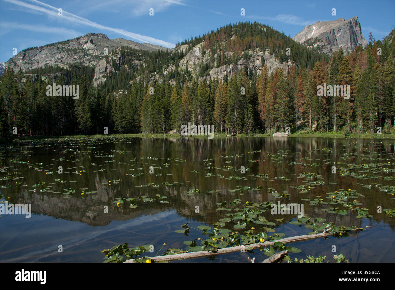 Ninfa lago nel Parco Nazionale delle Montagne Rocciose, Colorado Foto Stock