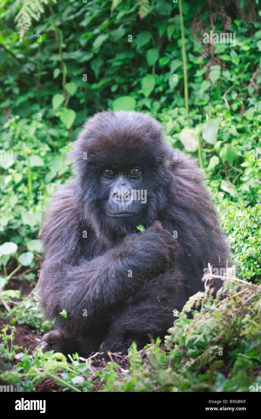 Gorilla di Montagna nelle montagne Virunga, Ruanda Foto Stock