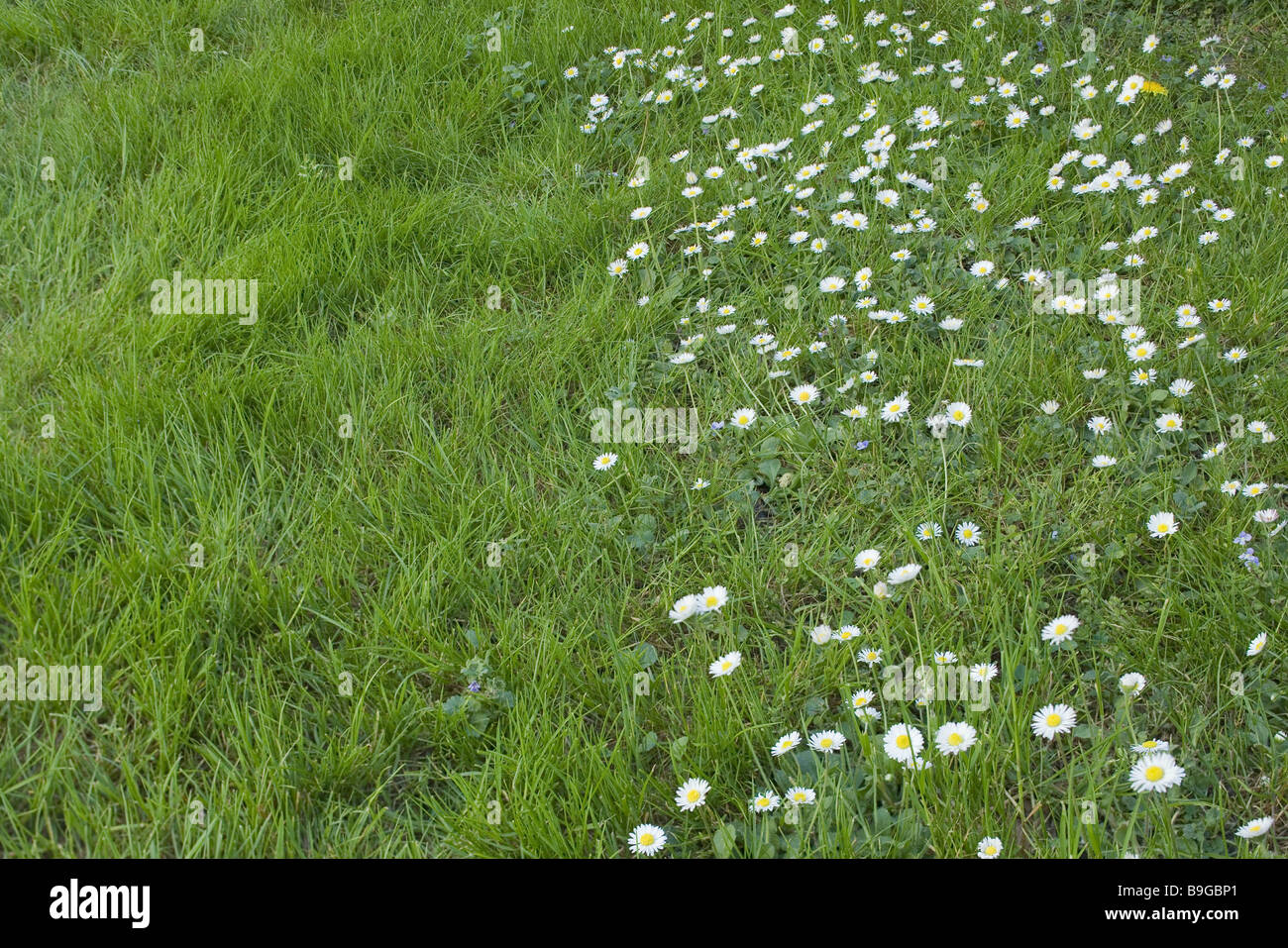 Prato margherite Bellis perennis graminacee fiore fiori di prato prato-fiori compositi a misurazione cari-piccolo fiore primo Foto Stock