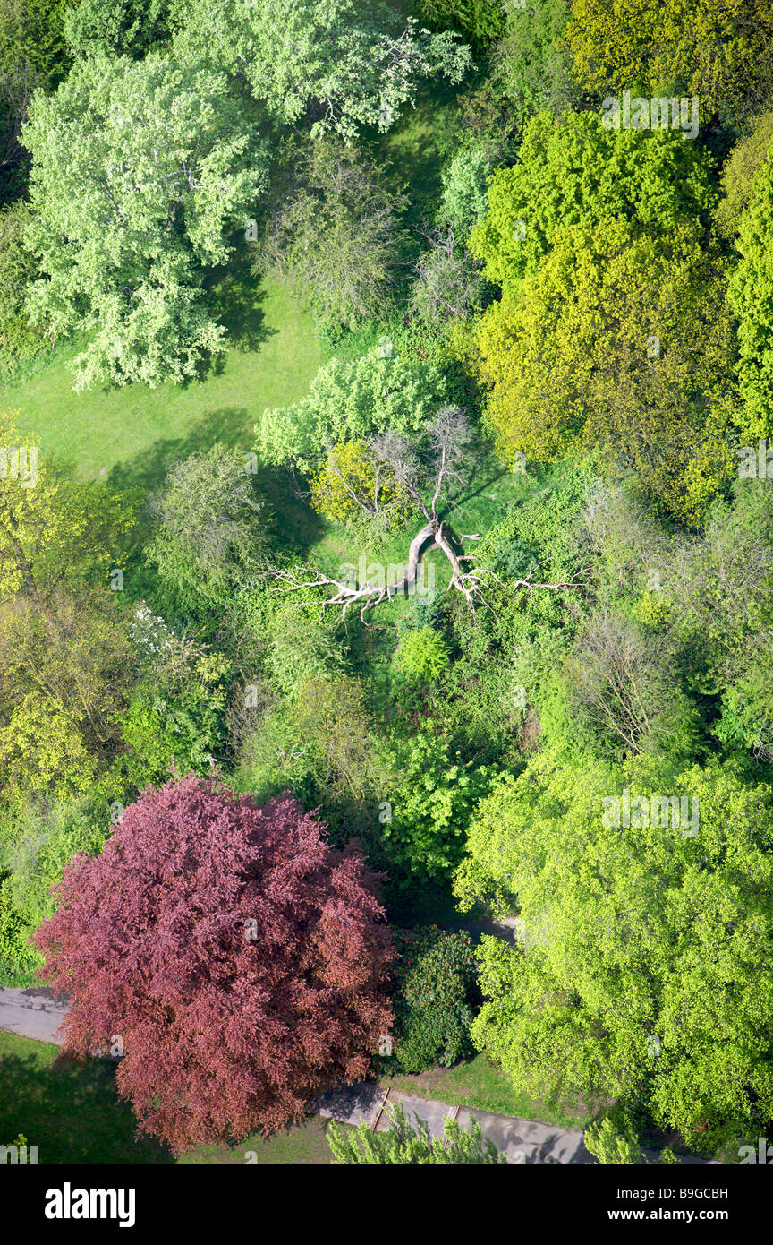 Vista aerea di alberi in un parco Foto Stock