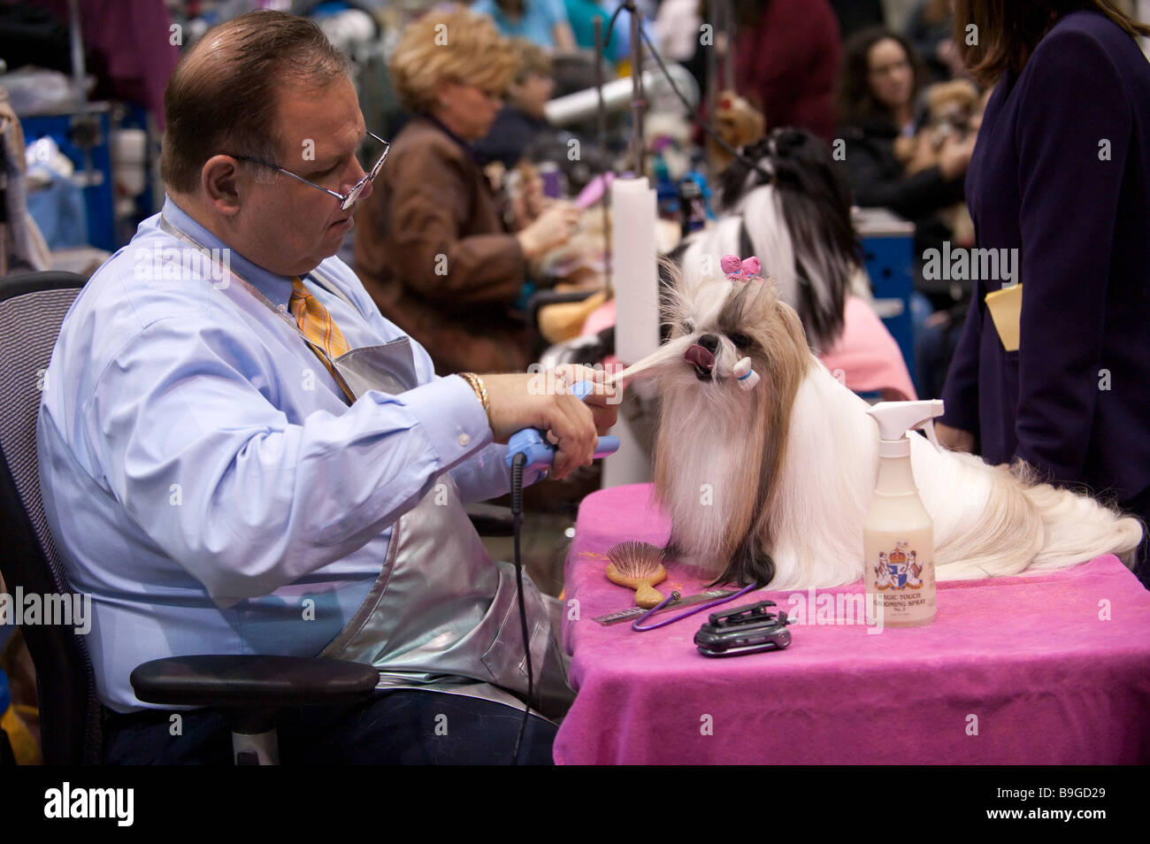 Shih Tzu essendo curato al 2009 Detroit Kennel Club Dog Show. Foto Stock