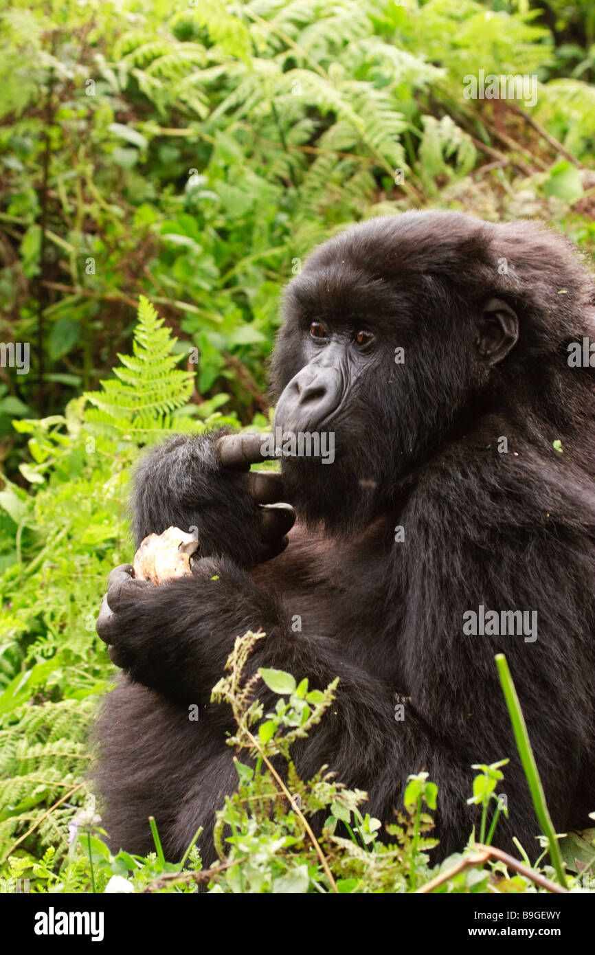 Gorilla di Montagna nelle montagne Virunga, Ruanda Foto Stock