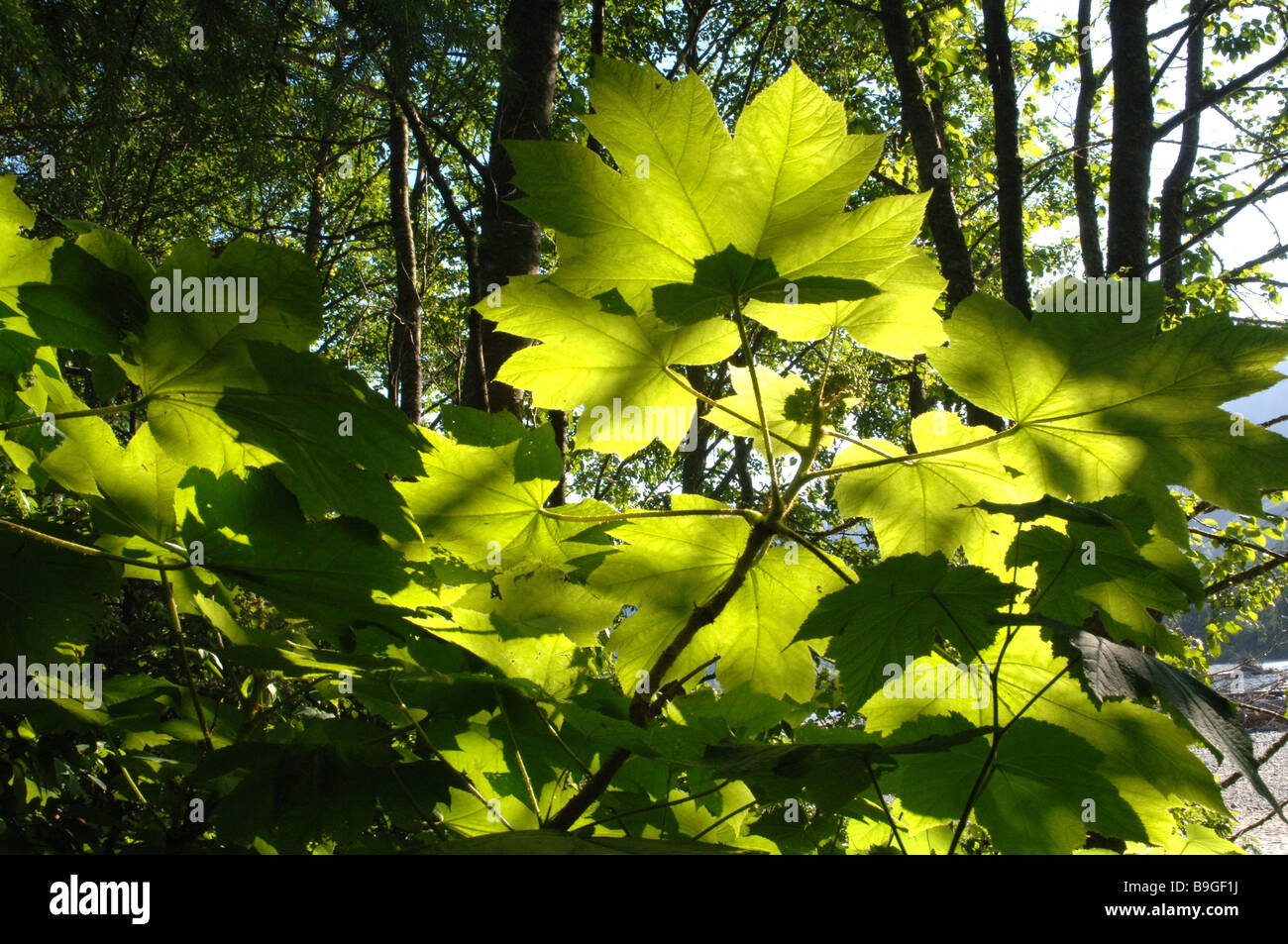 Canada Columbia Britannica Queen Charlotte Island forest devil-club Oplopanax horridus British Columbia isola piante nella giungla Foto Stock