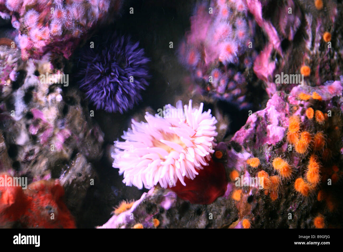 Anemoni filtro-alimentazione, come l'acqua può essere visto che fluisce attraverso di essi al Monterey Bay Aquarium, Monterey, California, USA. Foto Stock